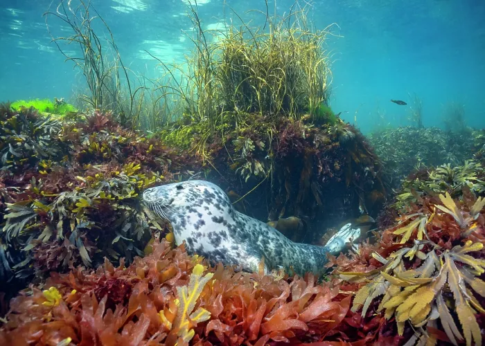 Framed Print : Grey seal (Halichoerus grypus) resting amongst seaweed on seabed, Lundy Island, Devon, Bristol Channel, UK Framed Print : Grey seal (Halichoerus grypus) resting amongst seaweed on seabed, Lundy Island, Devon, Bristol Channel, UK