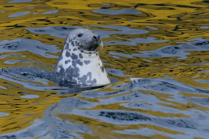 Framed Print : Grey seal (Halichoerus grypus) scavenging fish around trawlers in Lerwick harbour Framed Print : Grey seal (Halichoerus grypus) scavenging fish around trawlers in Lerwick harbour