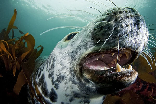 Grey seal (Halichoerus grypus) shows its teeth in a playful moment, Lundy Island