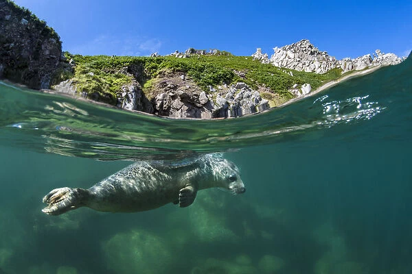 Grey seal (Halichoerus grypus) split level view of young swimming at the surface beneath