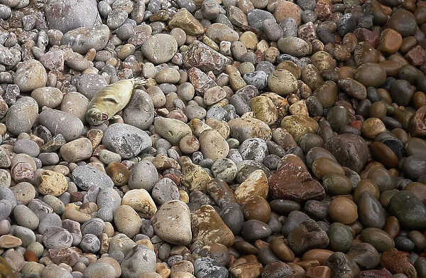 Grey seal (Halichoerus grypus) on stone beach, yawning, Saltee Islands, County Wexford, Ireland, May