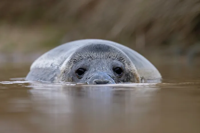 Framed Print : Grey seal (Halichoerus grypus) submerged in shallow water, Norfolk, England, UK. January Framed Print : Grey seal (Halichoerus grypus) submerged in shallow water, Norfolk, England, UK. January