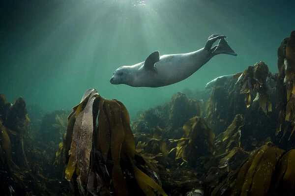 Grey seal (Halichoerus grypus) swimming over kelp forest, Shetland, Scotland, UK, August