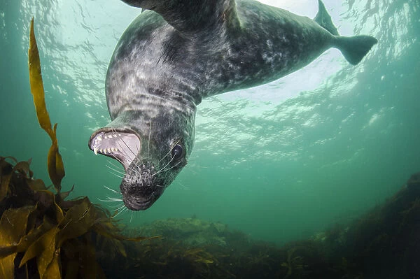 Grey seal (Halichoerus grypus) swimming amongst kelp and playing, Farne Islands, Northumberland