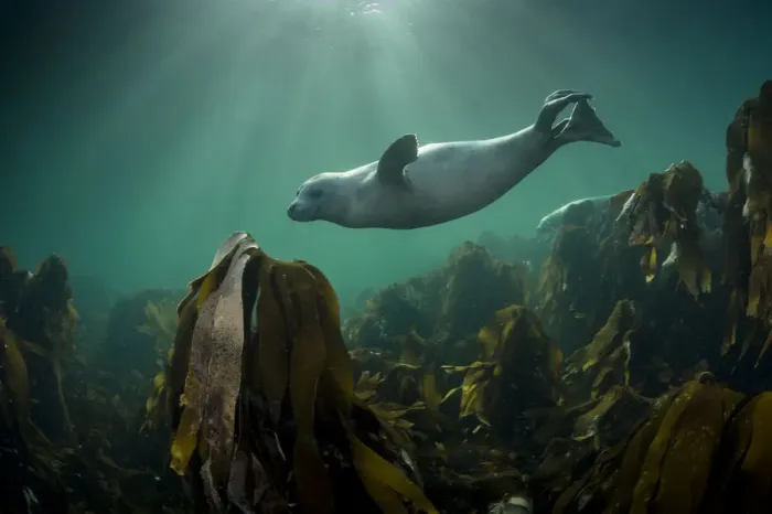 Framed Print : Grey seal (Halichoerus grypus) swimming over kelp forest, Shetland, Scotland, UK, August Framed Print : Grey seal (Halichoerus grypus) swimming over kelp forest, Shetland, Scotland, UK, August