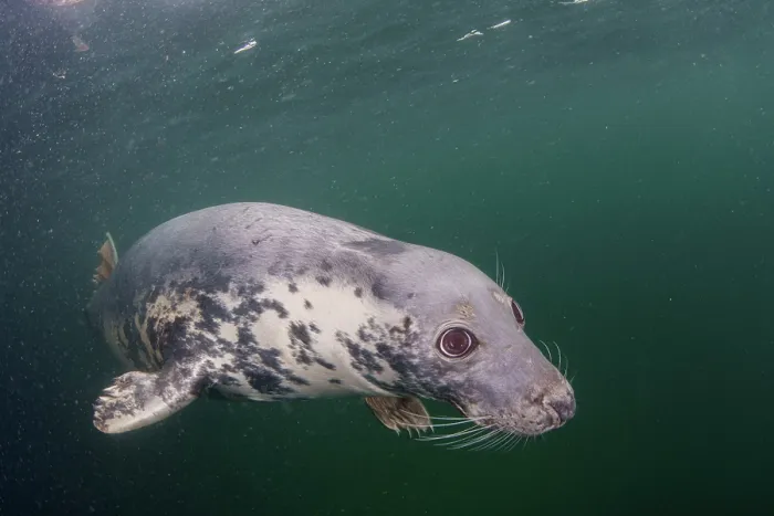 Framed Print : Grey seal (Halichoerus grypus) swimming underwater, Shetland Isles, Scotland, UK, Atlantic Ocean Framed Print : Grey seal (Halichoerus grypus) swimming underwater, Shetland Isles, Scotland, UK, Atlantic Ocean