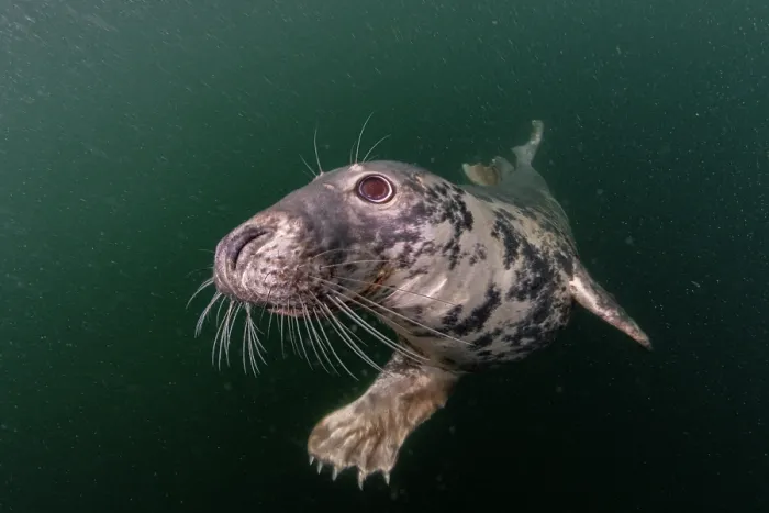 Framed Print : Grey seal (Halichoerus grypus) swimming underwater, Shetland Isles, Scotland, UK, Atlantic Ocean