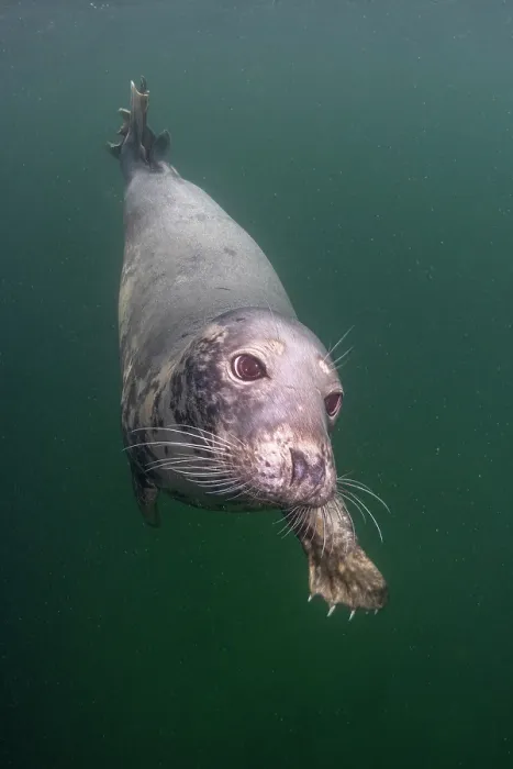 Framed Print : Grey seal (Halichoerus grypus) swimming underwater, Shetland Isles, Scotland, UK, Atlantic Ocean Framed Print : Grey seal (Halichoerus grypus) swimming underwater, Shetland Isles, Scotland, UK, Atlantic Ocean