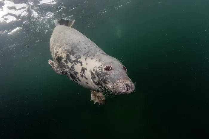 Framed Print : Grey seal (Halichoerus grypus) swimming underwater, Shetland Isles, Scotland, UK, Atlantic Ocean Framed Print : Grey seal (Halichoerus grypus) swimming underwater, Shetland Isles, Scotland, UK, Atlantic Ocean