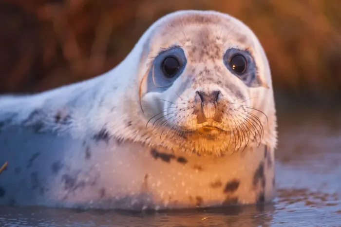 Framed Print : Grey seal (Halichoerus grypus) using freshwater pools along the shore line and in Framed Print : Grey seal (Halichoerus grypus) using freshwater pools along the shore line and in