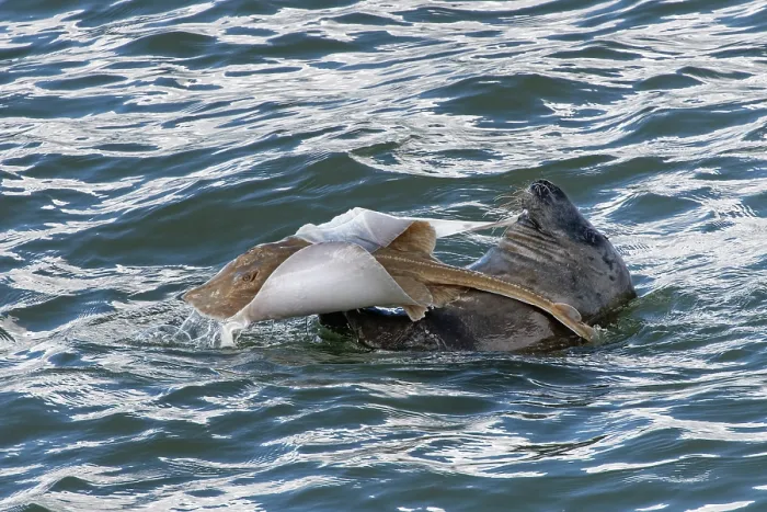 Framed Print : Grey seal (Halichoerus grypus) in water, holding Small-eyed ray (Raja microocellata) prey in its flippers, feeding on flesh from the fish's unprotected underside, Trebetherick Framed Print : Grey seal (Halichoerus grypus) in water, holding Small-eyed ray (Raja microocellata) prey in its flippers, feeding on flesh from the fish's unprotected underside, Trebetherick