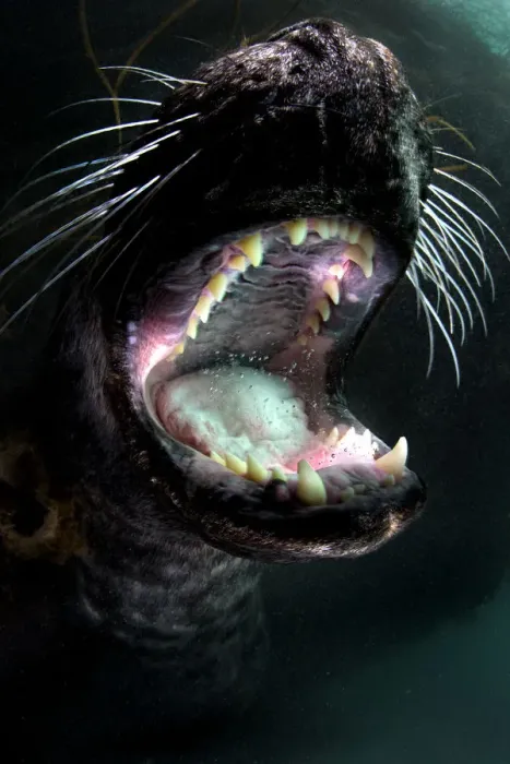 Framed Print : Grey seal (Halichoerus grypus) young male plays and gapes, showing his teeth. Lundy Island Framed Print : Grey seal (Halichoerus grypus) young male plays and gapes, showing his teeth. Lundy Island