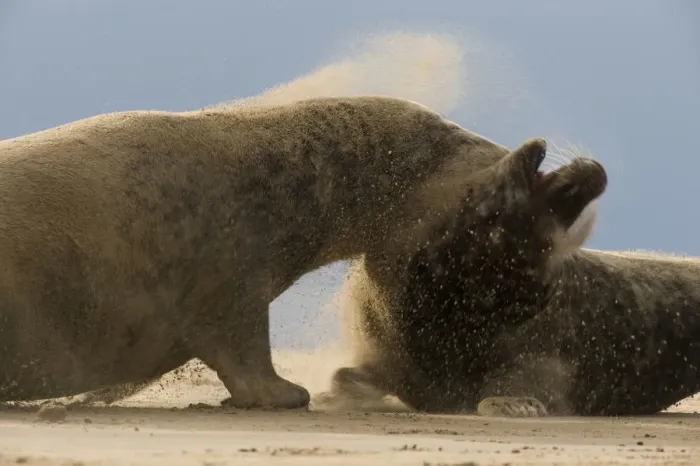 Framed Print : Grey seals (Halichoerus grypus) fighting, Donna Nook, Lincolnshire, UK, November 2008 Framed Print : Grey seals (Halichoerus grypus) fighting, Donna Nook, Lincolnshire, UK, November 2008