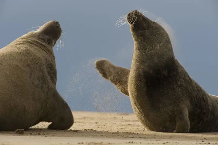 Framed Print : Two Grey seals (Halichoerus grypus) fighting, Donna Nook, Lincolnshire, UK, November 2008 Framed Print : Two Grey seals (Halichoerus grypus) fighting, Donna Nook, Lincolnshire, UK, November 2008