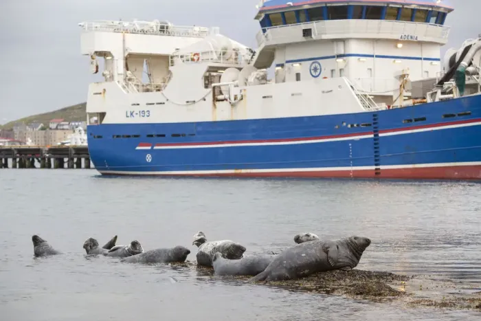 Framed Print : Grey seals (Halichoerus grypus) on haul out in fishing harbour with ferry in the background