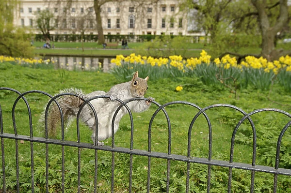 Grey Squirrel (Sciurus carolinensis) climbing over fence in parkland, Regents Park