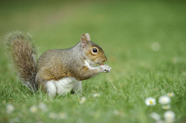 Grey Squirrel (Sciurus carolinensis) feeding on nut on grass in parkland, Regents Park
