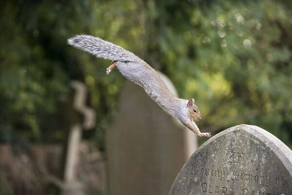 Grey squirrel (Sciurus carolinensis) leaping onto a gravestones in a churchyard, near Bristol, UK. October