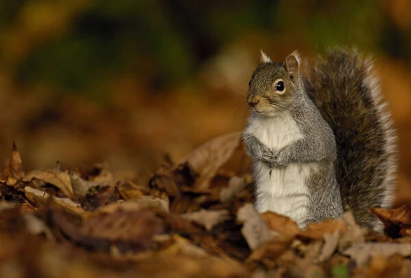 Grey squirrel {Sciurus carolinensis} adult standing alert among the fallen leaves