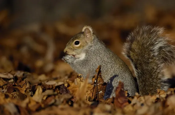 Framed Print : Grey squirrel {Sciurus carolinensis} adult feeding among the fallen leaves of Horse Chestnut tree