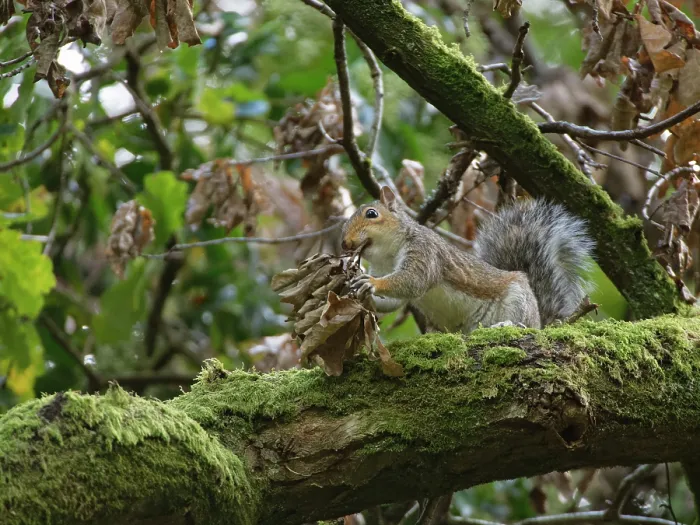 Framed Print : Grey squirrel (Sciurus carolinensis) collecting a bunch of dead leaves for its nest, Nagshead RSPB Reserve, Forest of Dean, Gloucestershire, England, UK. October Framed Print : Grey squirrel (Sciurus carolinensis) collecting a bunch of dead leaves for its nest, Nagshead RSPB Reserve, Forest of Dean, Gloucestershire, England, UK. October