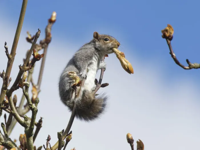 Framed Print : Grey squirrel (Sciurus carolinensis) feeding on new leaves in a Horse chestnut Framed Print : Grey squirrel (Sciurus carolinensis) feeding on new leaves in a Horse chestnut