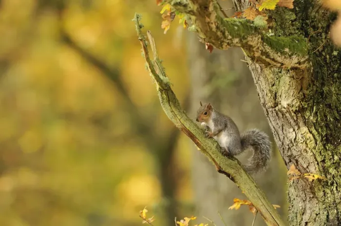 Framed Print : Grey squirrel (Sciurus carolinensis) foraging in an oak woodland. Perthshire, Scotland, Nov