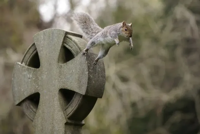 Framed Print : Grey squirrel (Sciurus carolinensis) leaping off a gravestone in a churchyard, near Bristol, UK. November Framed Print : Grey squirrel (Sciurus carolinensis) leaping off a gravestone in a churchyard, near Bristol, UK. November