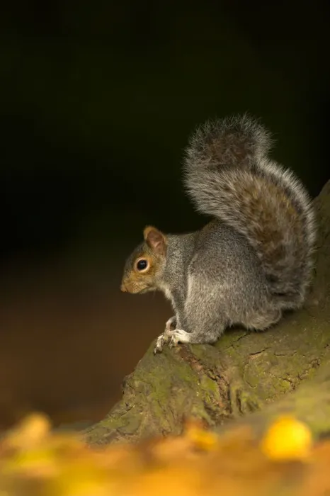 Framed Print : Grey Squirrel (Sciurus carolinensis) portrait on trunk. Leicestershire, UK, November Framed Print : Grey Squirrel (Sciurus carolinensis) portrait on trunk. Leicestershire, UK, November