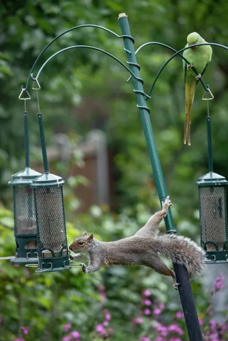 Framed Print : Grey squirrel (Sciurus carolinensis) stretching out to steal seeds from a squirrel proof birdfeedeer, London, England, UK. May Framed Print : Grey squirrel (Sciurus carolinensis) stretching out to steal seeds from a squirrel proof birdfeedeer, London, England, UK. May
