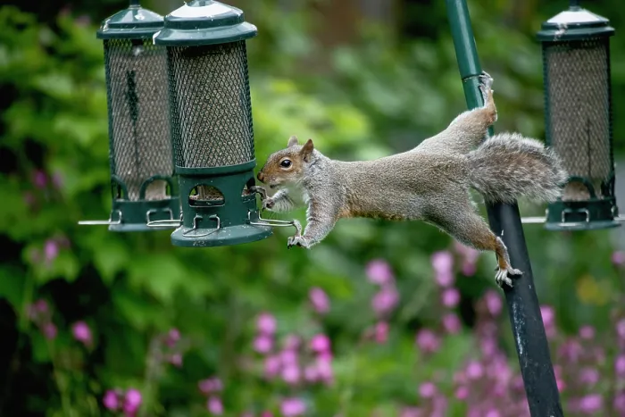 Framed Print : Grey squirrel (Sciurus carolinensis) stretching out to steal seeds from a squirrel proof birdfeedeer, London, England, UK. May Framed Print : Grey squirrel (Sciurus carolinensis) stretching out to steal seeds from a squirrel proof birdfeedeer, London, England, UK. May