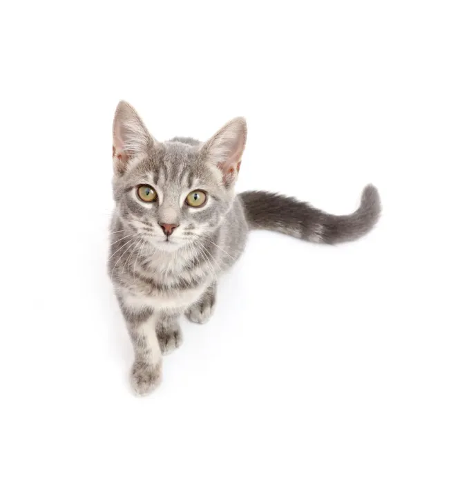 Framed Print : Grey tabby kitten sitting and looking up Framed Print : Grey tabby kitten sitting and looking up