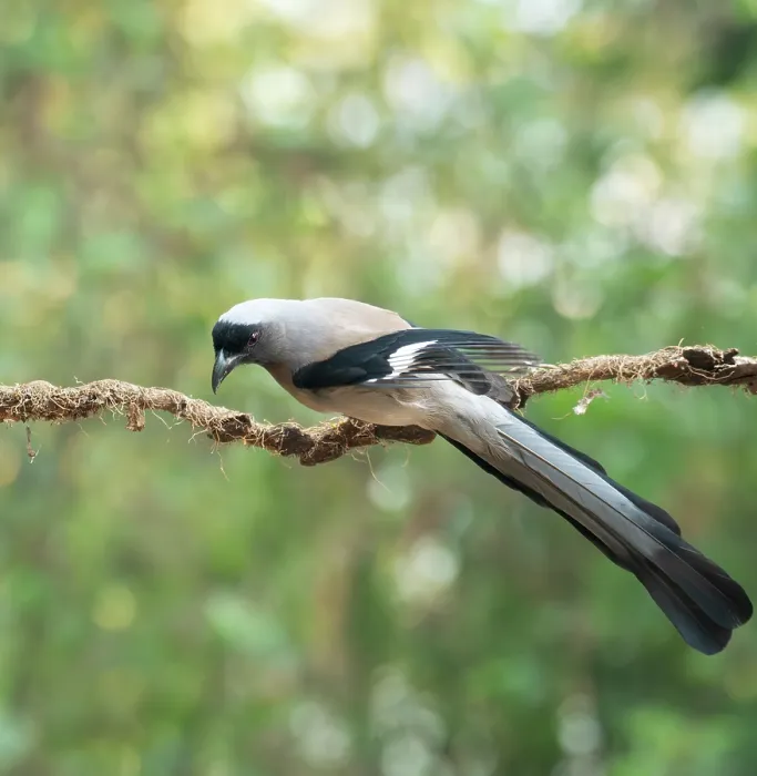 Framed Print : Grey treepie (Dendrocitta formosae) perched on branch, Sattal, Uttarakhand, India Framed Print : Grey treepie (Dendrocitta formosae) perched on branch, Sattal, Uttarakhand, India