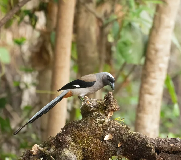 Framed Print : Grey treepie (Dendrocitta formosae) perched on tree stump, feeding, Sattal, Uttarakhand, India Framed Print : Grey treepie (Dendrocitta formosae) perched on tree stump, feeding, Sattal, Uttarakhand, India
