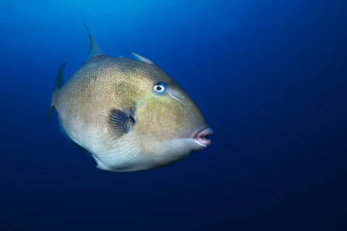 Framed Print : Grey triggerfish (Balistes capriscus) portrait, Tenerife, Canary Islands. August Framed Print : Grey triggerfish (Balistes capriscus) portrait, Tenerife, Canary Islands. August