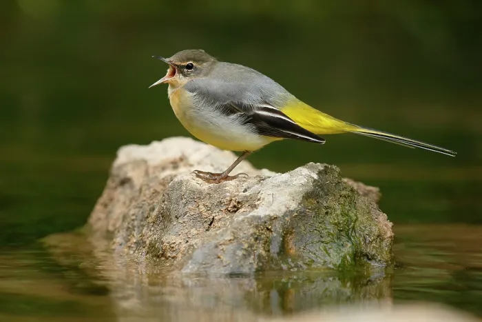 Framed Print : Grey wagtail (Motacilla cinerea) perched on a stone in a river, calling, La Rioja, Spain. August Framed Print : Grey wagtail (Motacilla cinerea) perched on a stone in a river, calling, La Rioja, Spain. August