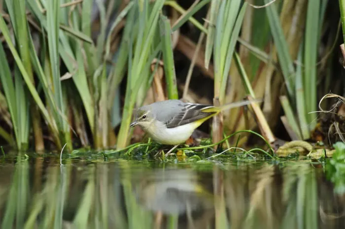 Framed Print : Grey wagtail (Motacilla cinerea) amongst vegetation, Kent, UK, February Framed Print : Grey wagtail (Motacilla cinerea) amongst vegetation, Kent, UK, February