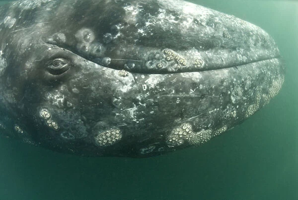 Grey whale (Eschrichtius robustus) calf upside down, San Ignacio Lagoon, Baja California