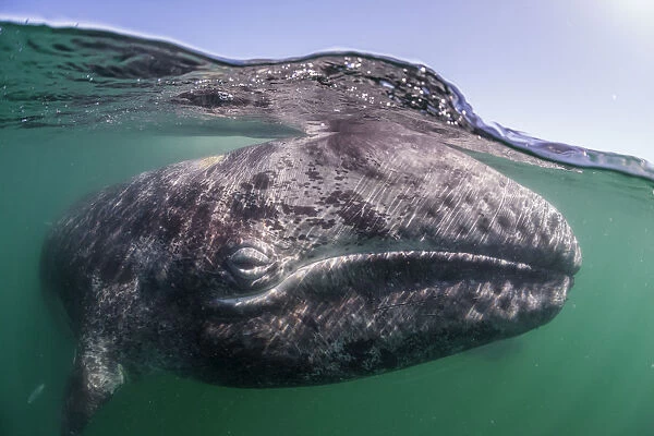 Grey whale (Eschrichtius robustus) calf, San Ignacio Lagoon, El Vizcaino Biosphere Reserve