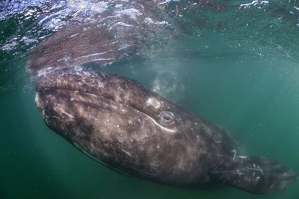 Grey whale (Eschrichtius robustus) calf, San Ignacio Lagoon, El Vizcaino Biosphere Reserve