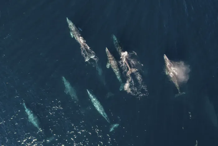Framed Print : Grey whale (Eschrichtius robustus) pod migrating north, aerial view