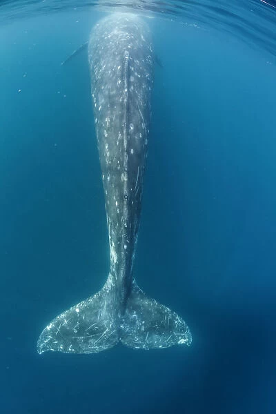 Grey whale (Eschrichtius robustus) tail, Magdalena Bay, Baja California, Mexico, February