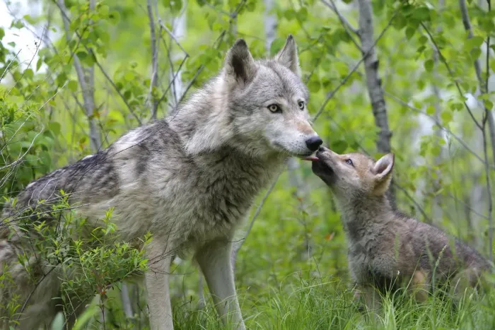 Framed Print : Grey wolf (Canis lupus), adult with cub, captive, USA Framed Print : Grey wolf (Canis lupus), adult with cub, captive, USA