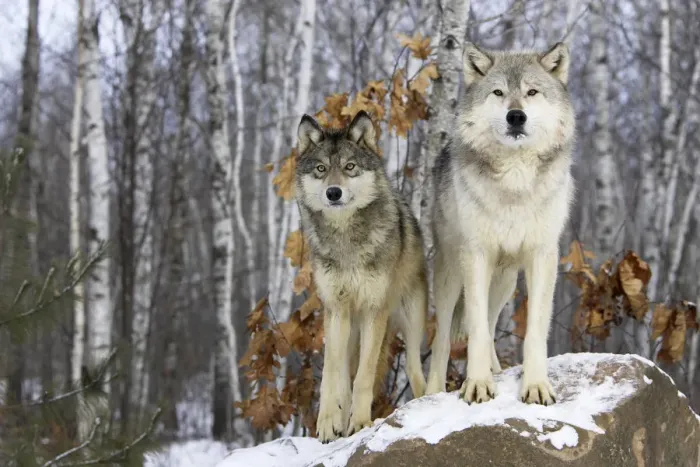 Framed Print : Grey wolf (Canis lupus), two animals in winter, captive, USA Framed Print : Grey wolf (Canis lupus), two animals in winter, captive, USA