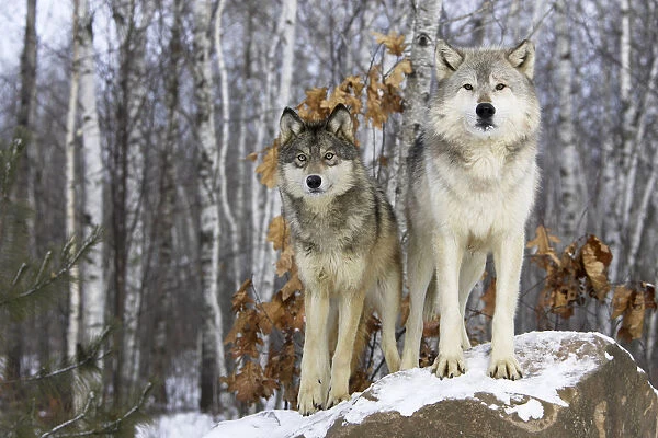 Grey wolf (Canis lupus), two animals in winter, captive, USA