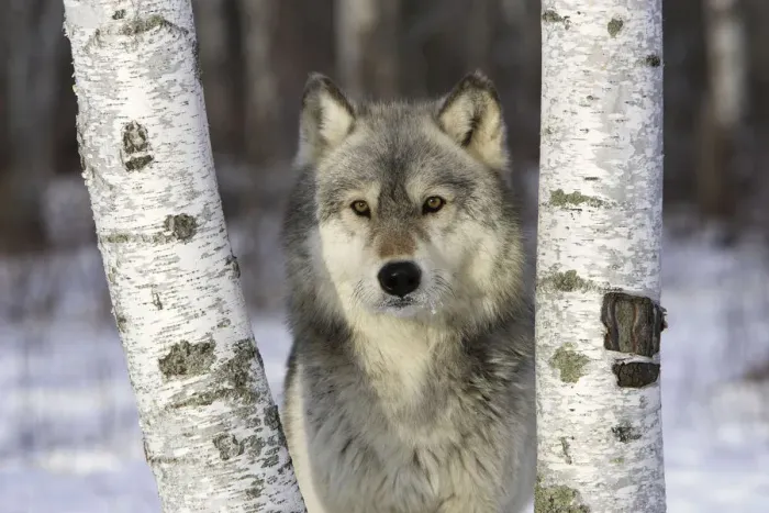 Framed Print : Grey Wolf (Canis lupus) in between birch trees, captive, USA Framed Print : Grey Wolf (Canis lupus) in between birch trees, captive, USA