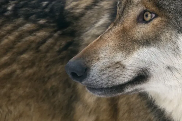 Framed Print : Grey wolf (Canis lupus) close up, captive Framed Print : Grey wolf (Canis lupus) close up, captive
