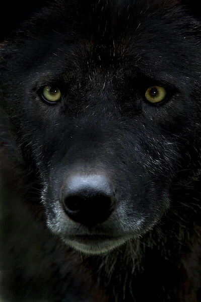 Grey wolf (Canis lupus) head, captive