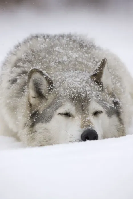 Framed Print : Grey Wolf (Canis lupus) head portrait of male, sleeping in snow, Captive Framed Print : Grey Wolf (Canis lupus) head portrait of male, sleeping in snow, Captive