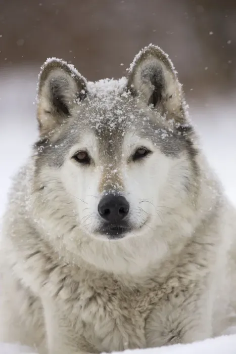 Framed Print : Grey Wolf (Canis lupus) head portrait of male, in snow, Captive Framed Print : Grey Wolf (Canis lupus) head portrait of male, in snow, Captive